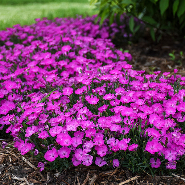 Paint The Town Fuchsia Dianthus