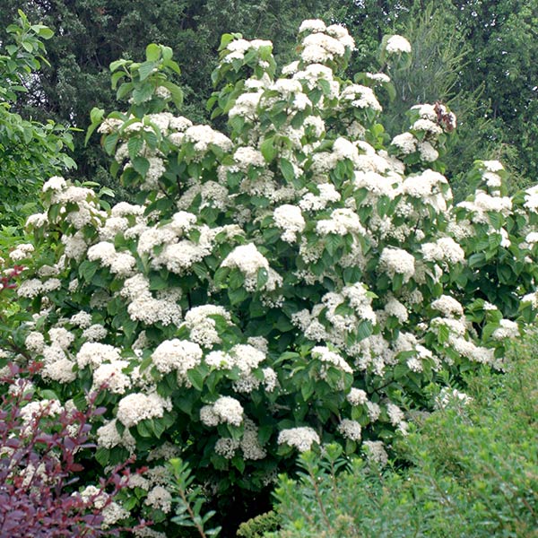 Cardinal Candy&reg; Viburnum