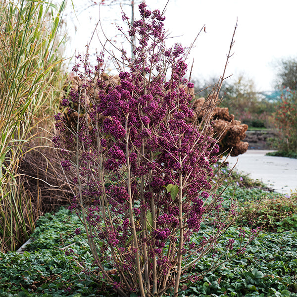 Plump & Plentiful&trade; Purple Giant Beautyberry