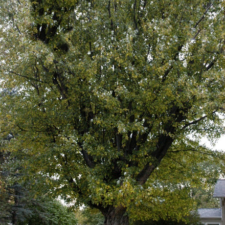 Silver Maple