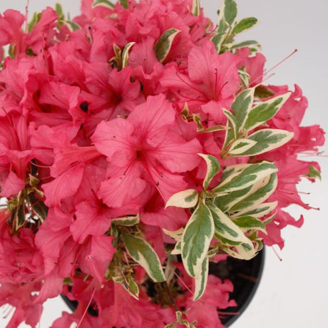 Bollywood&reg; Azalea