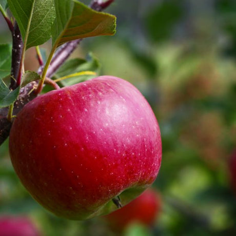 Pixie Crunch Apple Tree