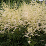 Bridal Veil Astilbe