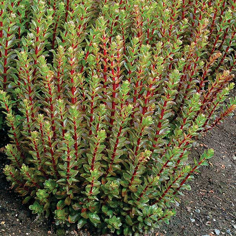 Double Martini Sedum