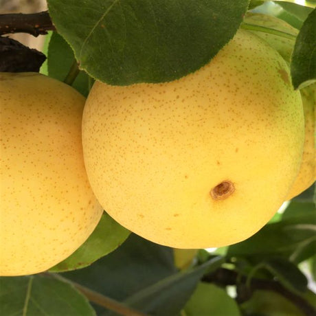 Shinseiki Pear Tree