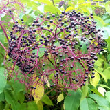 York Elderberry