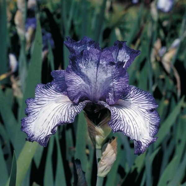 Autumn Circus Bearded Iris