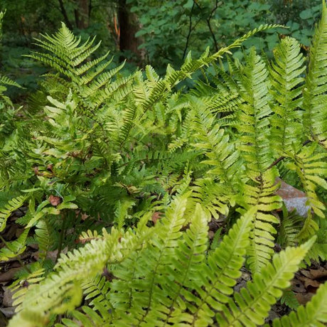 Autumn Fern