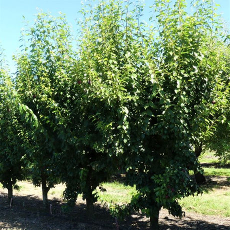 Burgundy Plum Tree