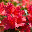 Red Bird Azalea