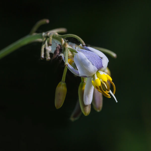 Variegated Flax Lily