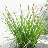 EverColor&reg; Everlime Variegated Sedge Grass