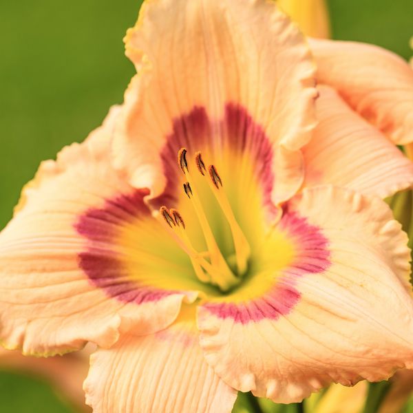 Siloam Dream Baby Daylily