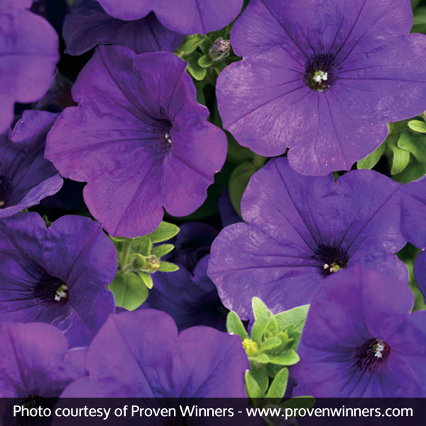 Supertunia&reg; Royal Velvet&trade; Petunia