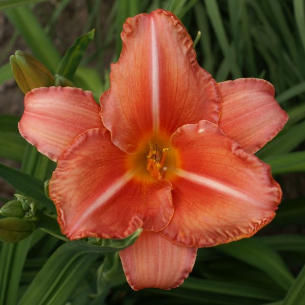 South Seas Daylily