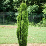 First Editions&reg; Straight & Narrow&reg; Japanese Holly