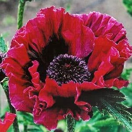 Harlem Oriental Poppy