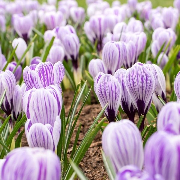 Pickwick Crocus