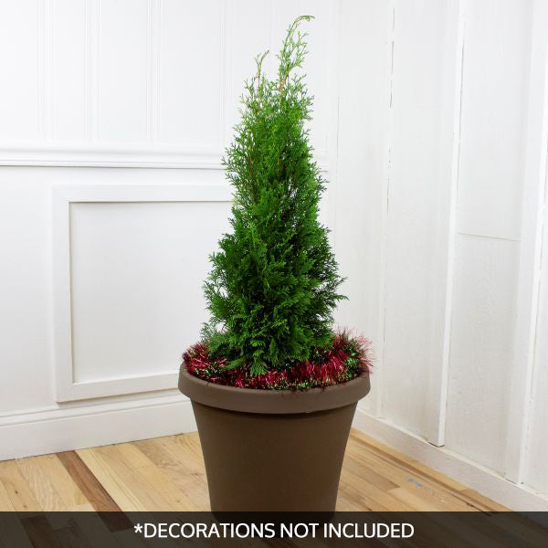 North Pole&reg; Arborvitae Holiday Tree