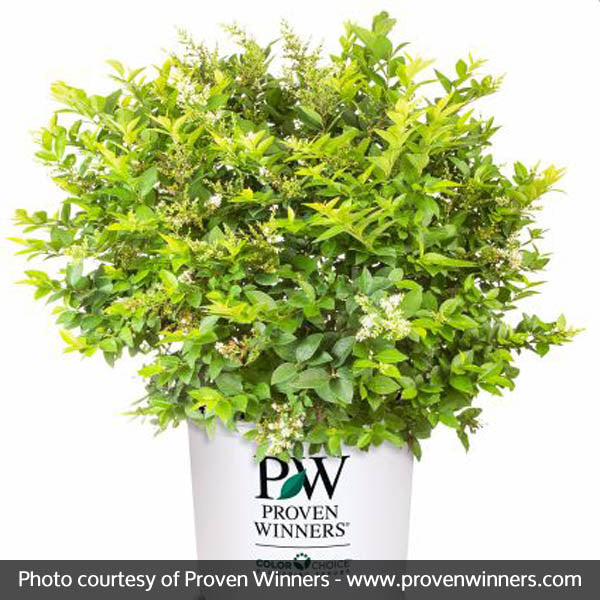 Golden Ticket&reg; Privet