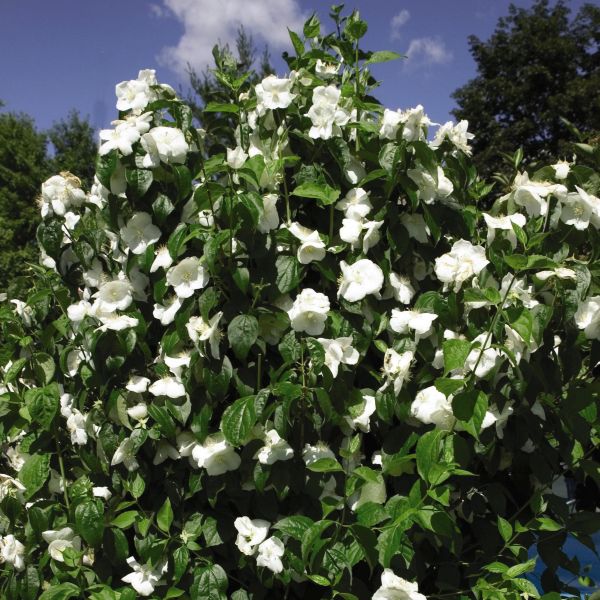 Natchez Mock Orange