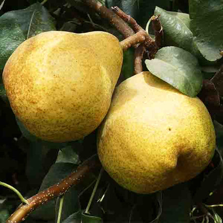 Blake's Pride European Pear Tree