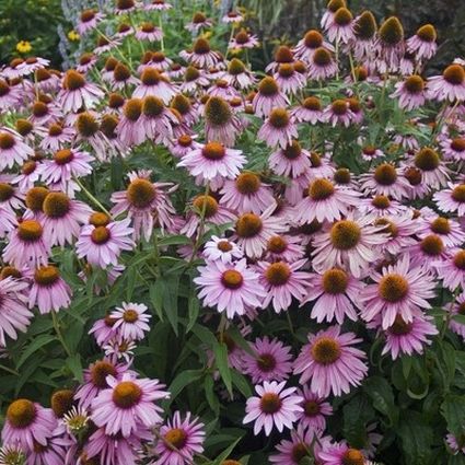 Magnus Purple Coneflower