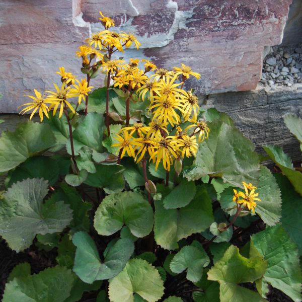 Othello Leopard Plant