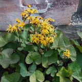 Othello Leopard Plant