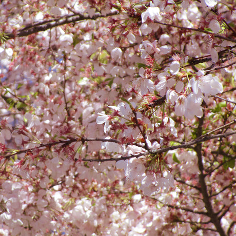 Akebono Yoshino Flowering Cherry