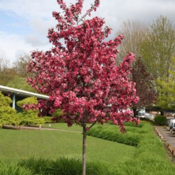 Royal Raindrops&reg; Flowering Crabapple