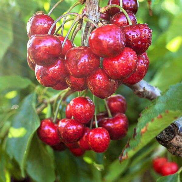 Stella Cherry Tree