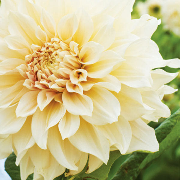 Cafe Au Lait Dahlia