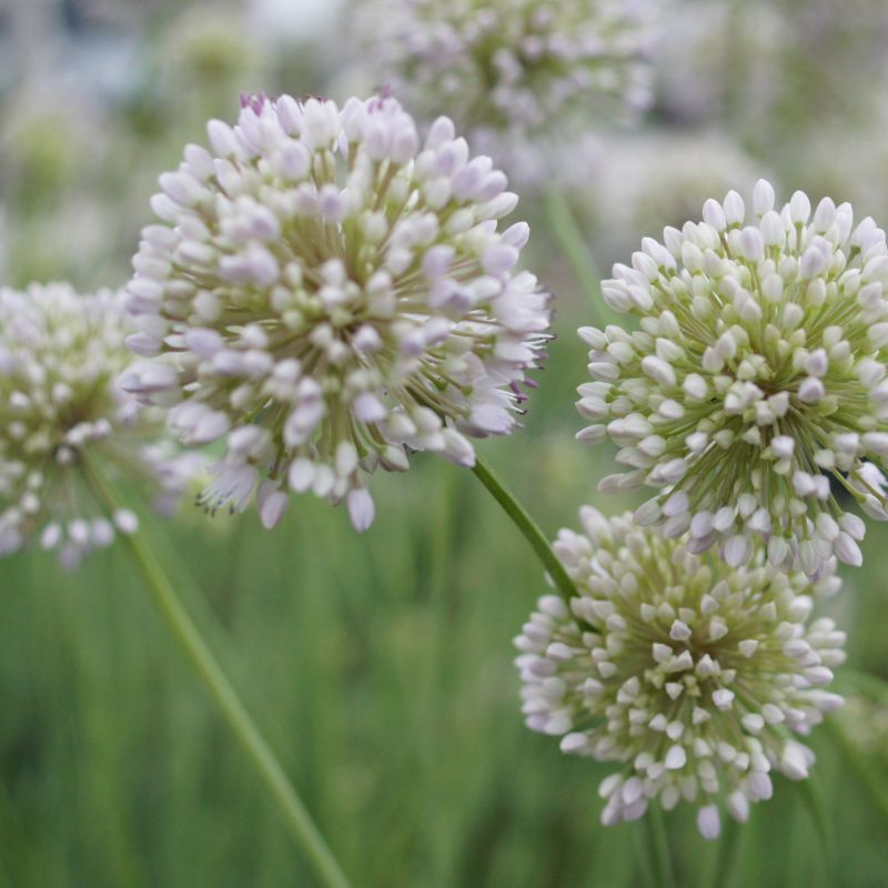 Summer Beauty Allium