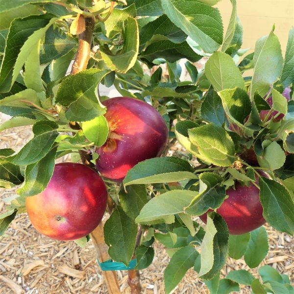 Arkansas Black Apple Tree