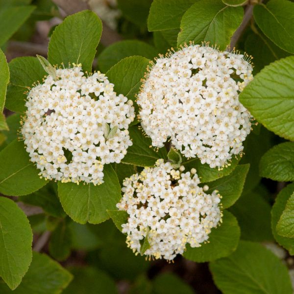 Emerald Triumph Viburnum