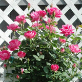 Pink Double Knock Out&reg; Rose Tree