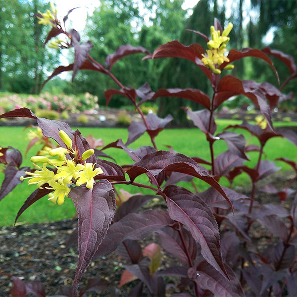 Firefly&trade; Nightglow&trade; Bush Honeysuckle