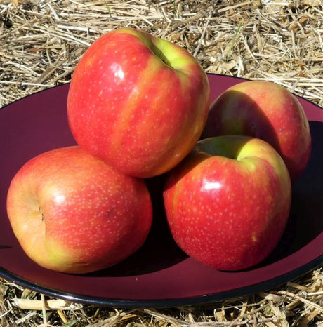 Pink Lady Apple Tree (Cripps Pink Variety)