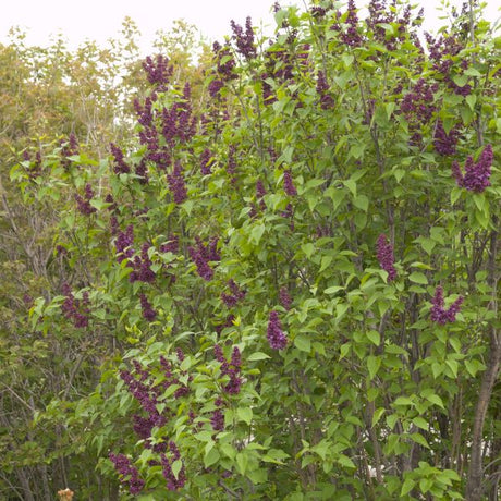 Charles Joly Lilac