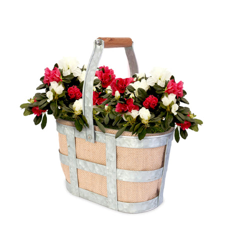 Christmas Cheer Azalea Wine Caddy