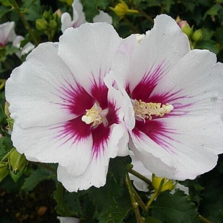 Helene Rose of Sharon