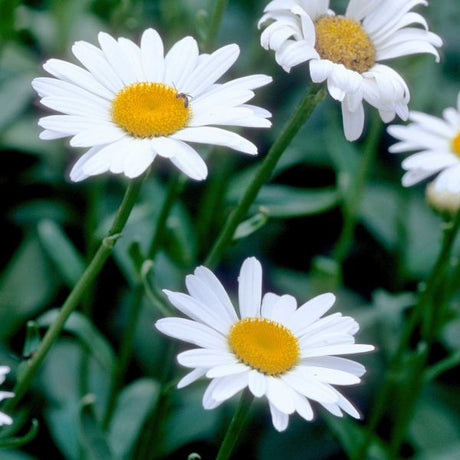 Becky Shasta Daisy