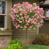 Tinkerbelle&reg; Lilac Tree