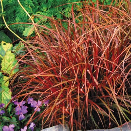 Belinda's Find Red Hook Sedge