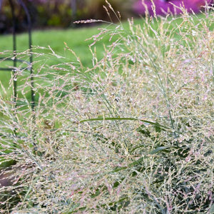 Prairie Winds? 'Niagara Falls' Switch Grass