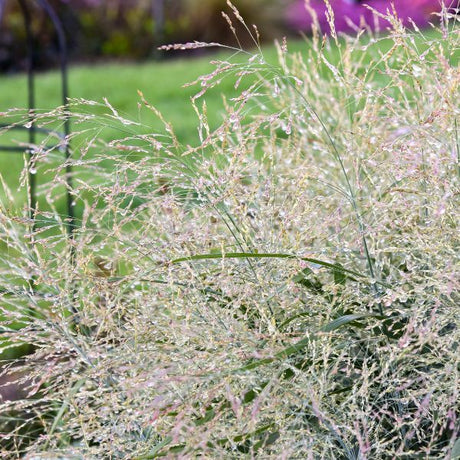 Prairie Winds? 'Niagara Falls' Switch Grass