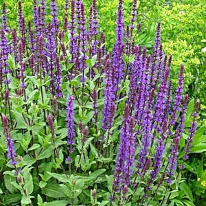 Caradonna Meadow Sage