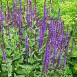 Caradonna Meadow Sage