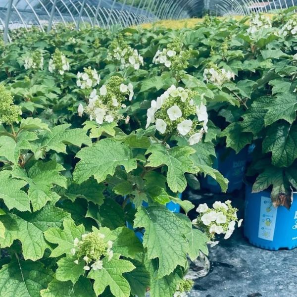 Toy Soldier&trade; Oakleaf Hydrangea